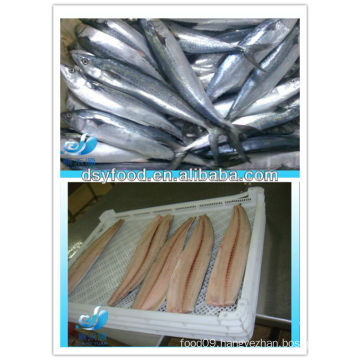 FROZEN SPANISH MACKEREL FILLET/SPANISH MACKEREL WHOLE ROUND